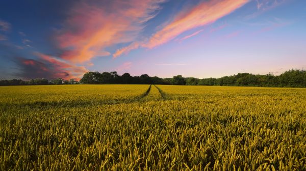 mprese agricole ammesse al Fondo di Garanzia